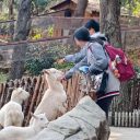 自然中求知 行走中成长||青岛为明学校初中部青岛森林野生动物园研学记