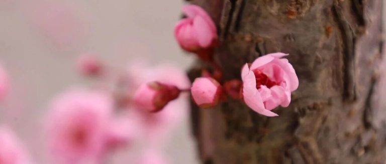 为明壁纸，上新啦！